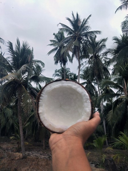 ขาย สินค้า ทับสะแก มะพร้าวกะทิ ส่งฟรีกรุงเทพปริมณฑล ประจวบครีรีขันธฺ์ จำหน่ายมะพร้าวกะทิแบบลูก